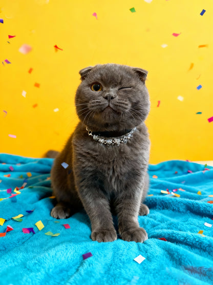 🐾 Pure Guardian | White crystal pet collar, return to the pure original heart of love and companishment 🐾